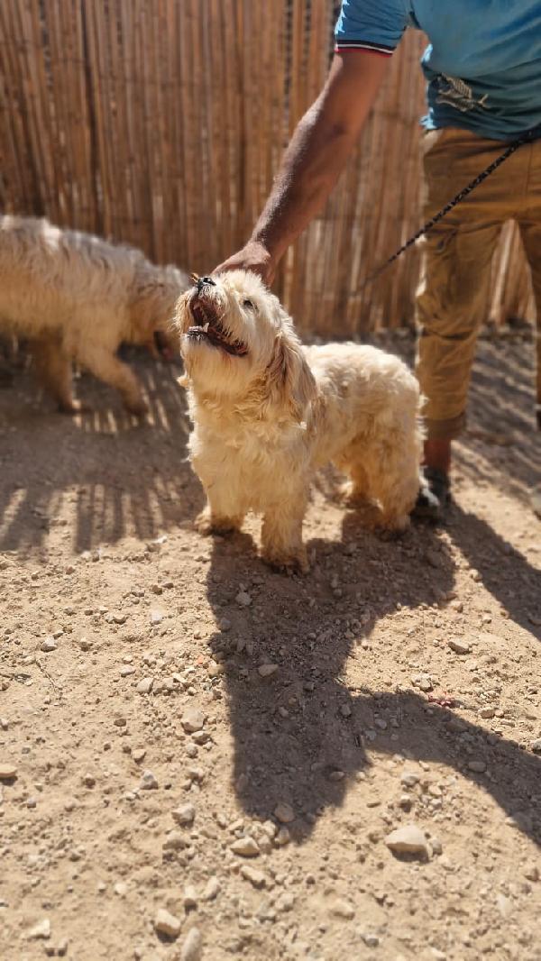 Snoopy, tenero meticcio Foto 6